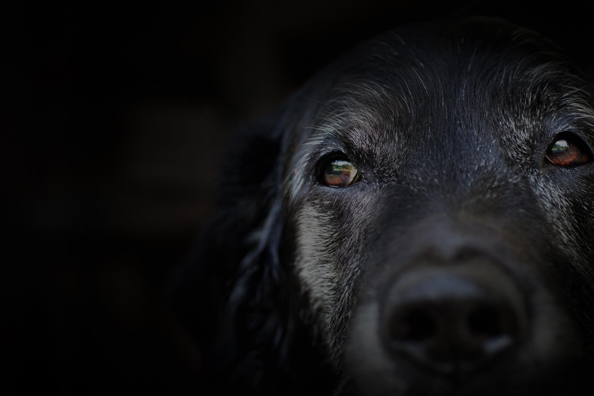 Animal - Old dog. labrador retriever macro shot.