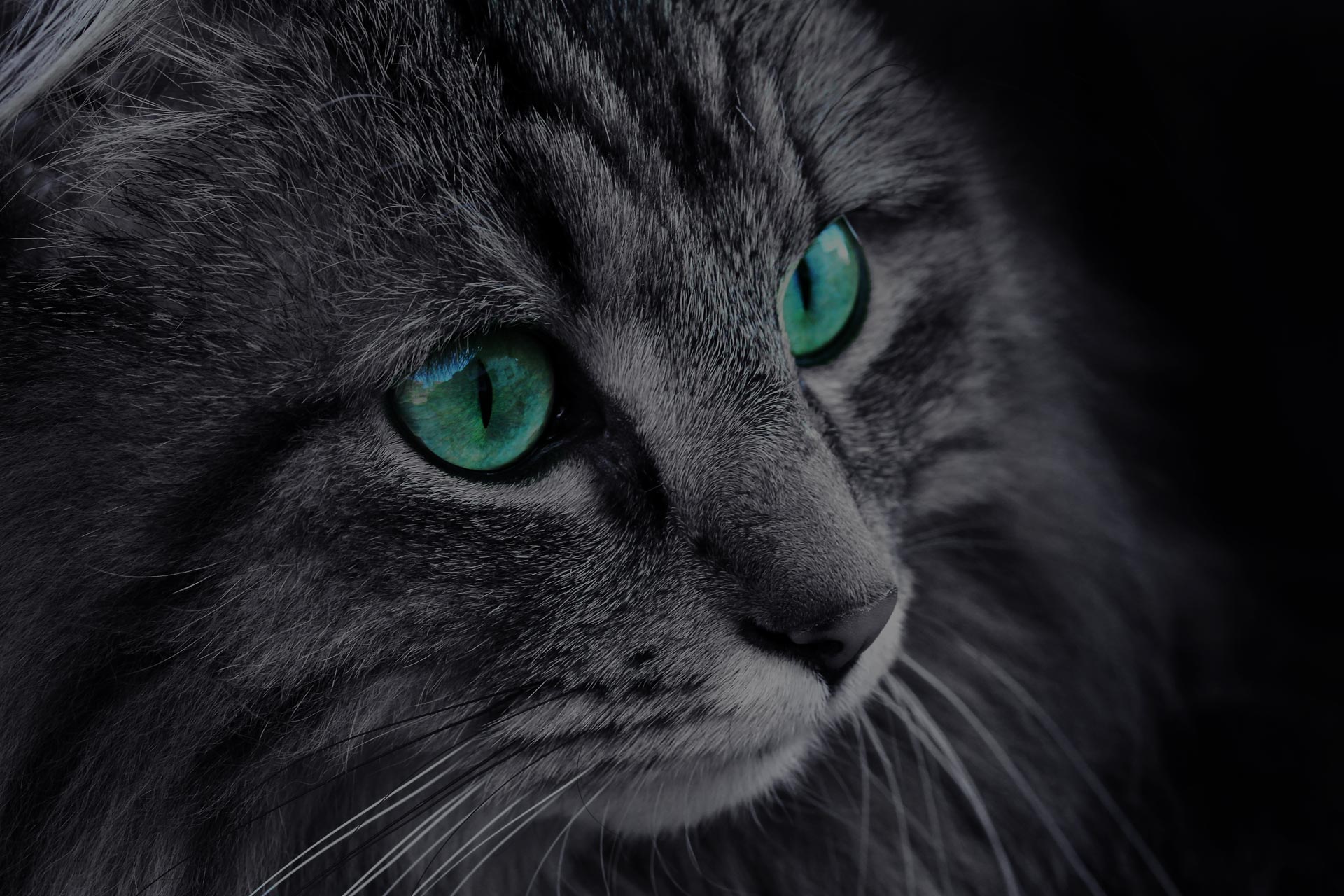 The face of a Norwegian Forest Cat with turquoise eyes
