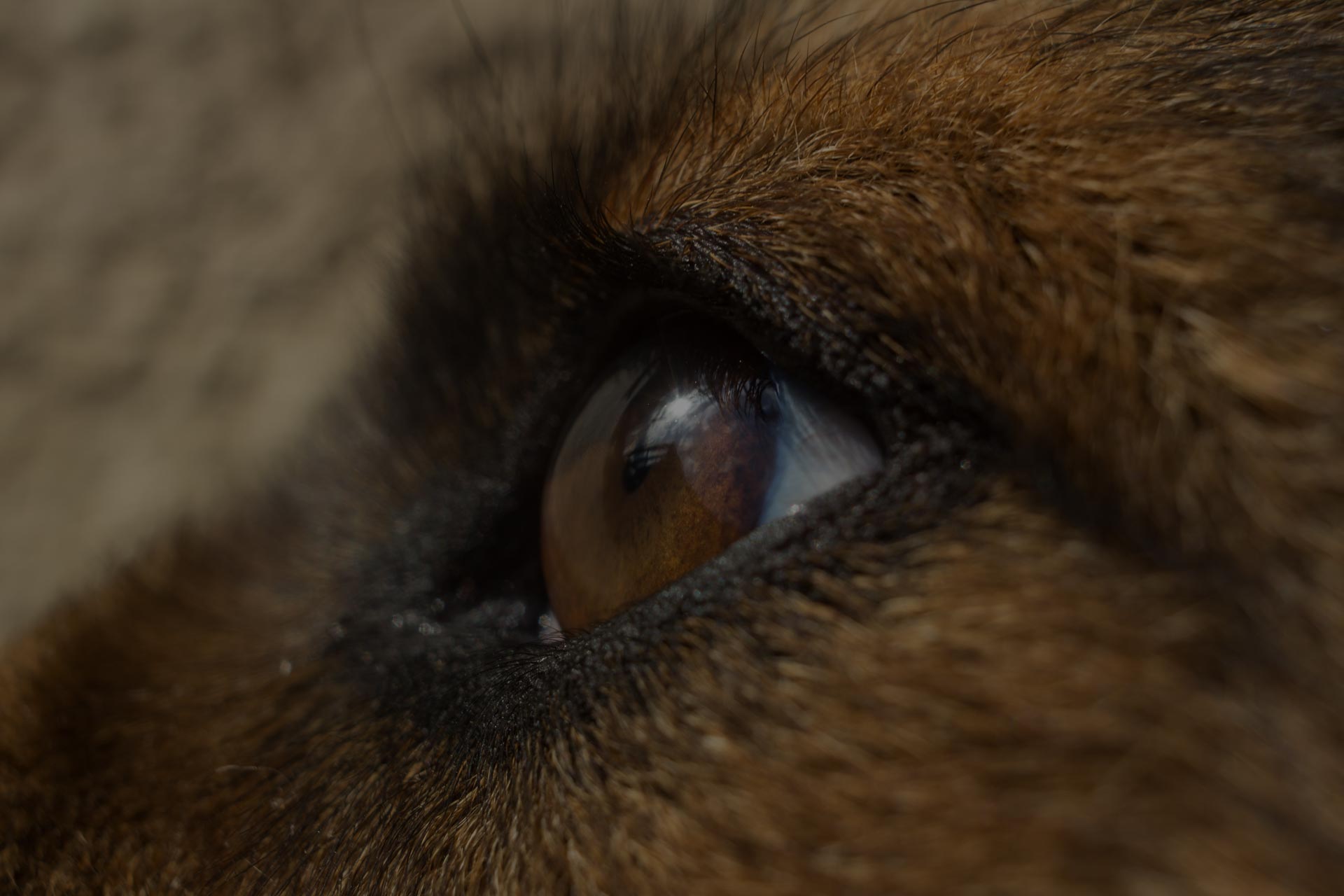 Beautifull Dogs eye